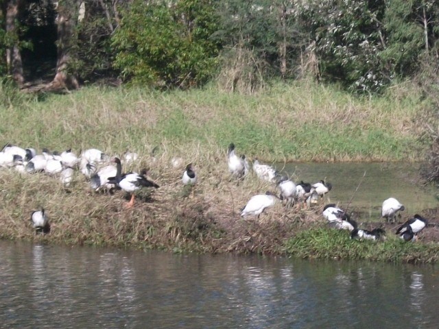 Magpie Goose - ML638393722