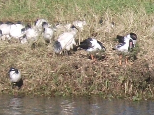 Magpie Goose - ML638393723