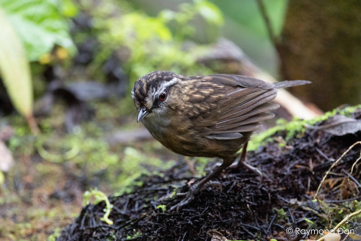 Mountain Wren-Babbler - ML638393734
