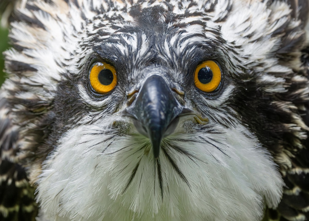 Osprey - ML638393757