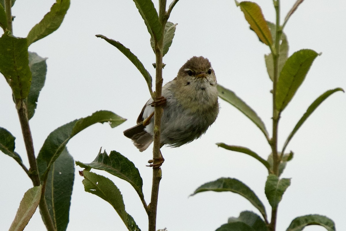 Willow Warbler - ML638393758