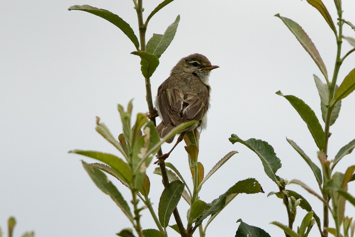 Willow Warbler - ML638393759