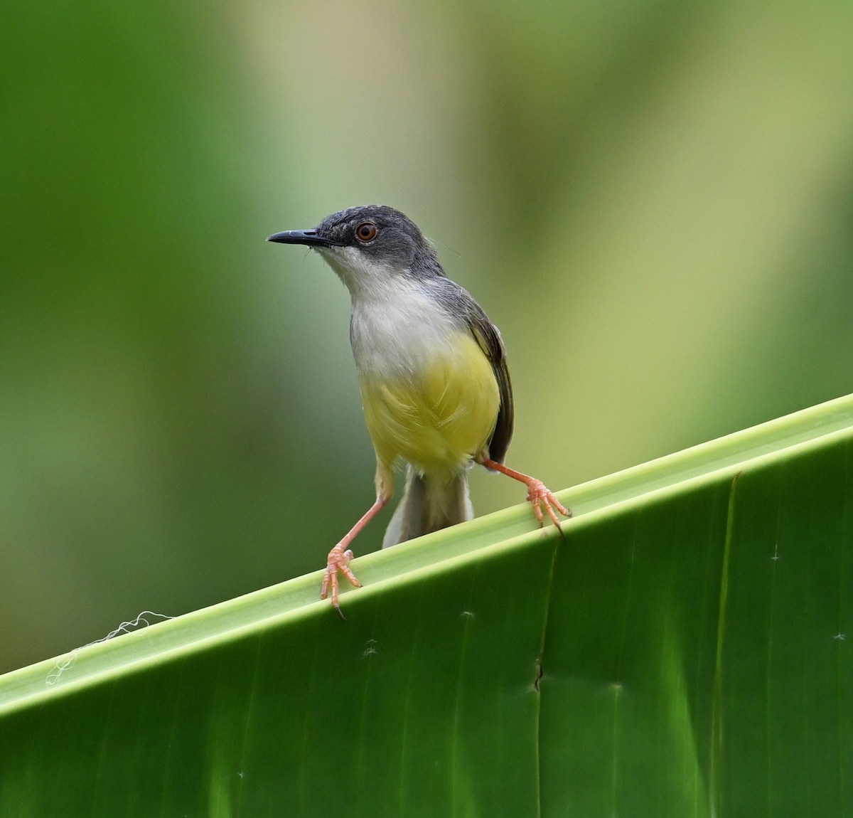Yellow-bellied Prinia (Yellow-bellied) - ML638393761