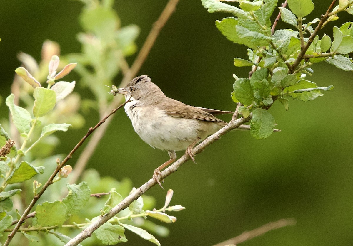Greater Whitethroat - ML638393767