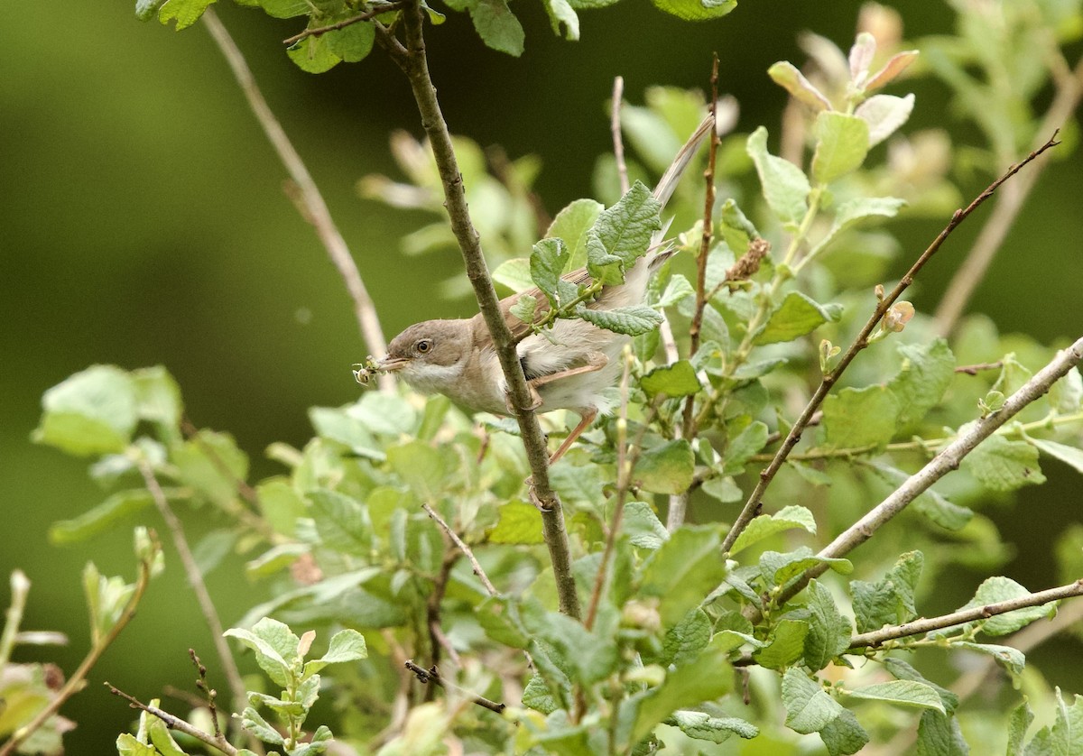 Greater Whitethroat - ML638393768