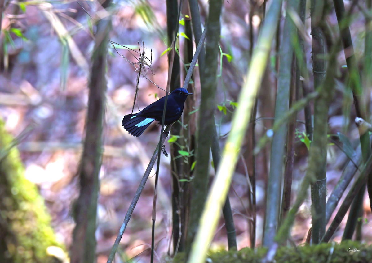 White-tailed Robin - ML638393774