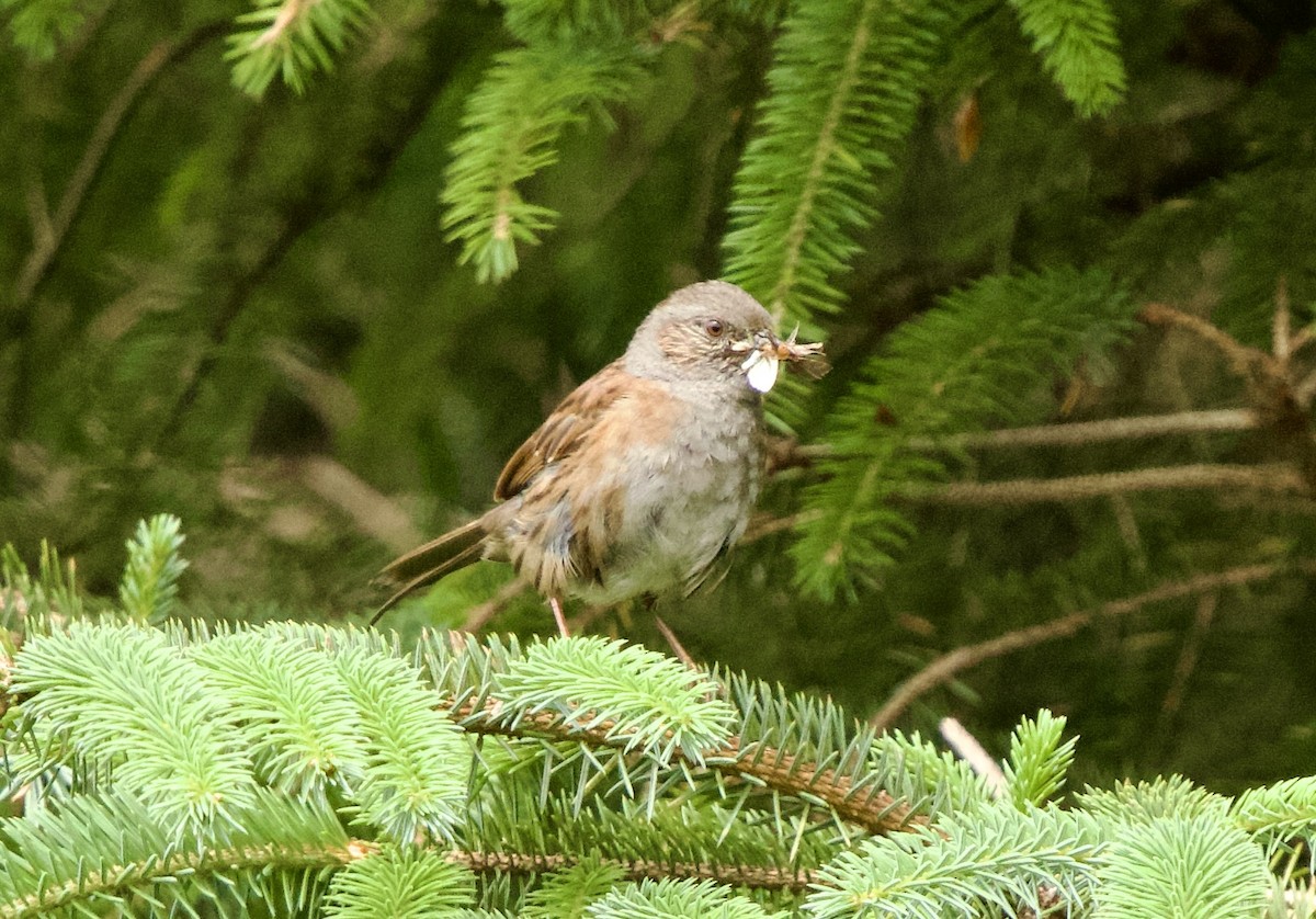 Dunnock - ML638393775