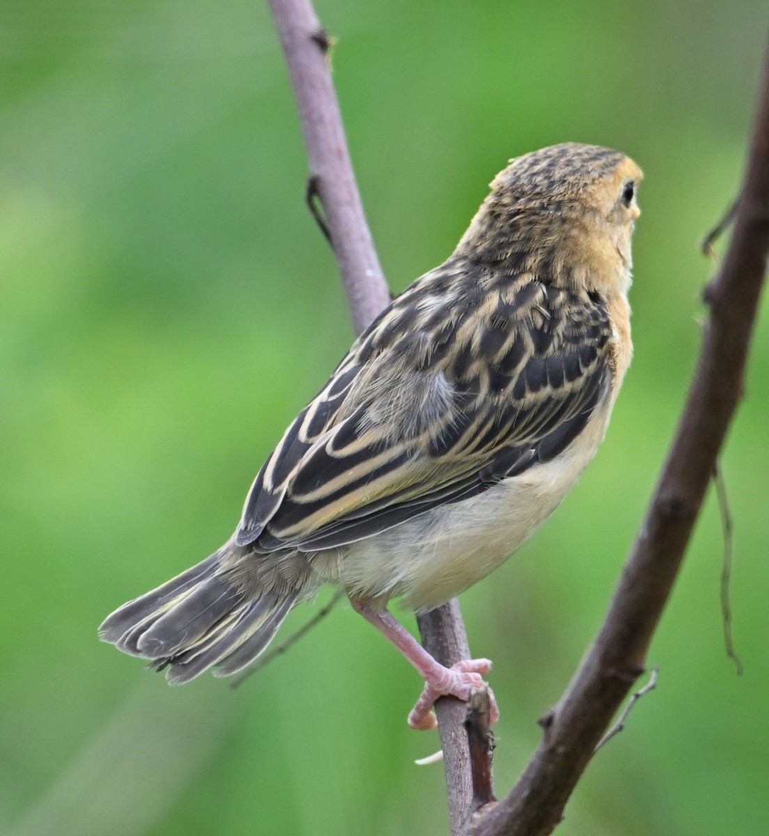 Streaked Weaver - ML638393780