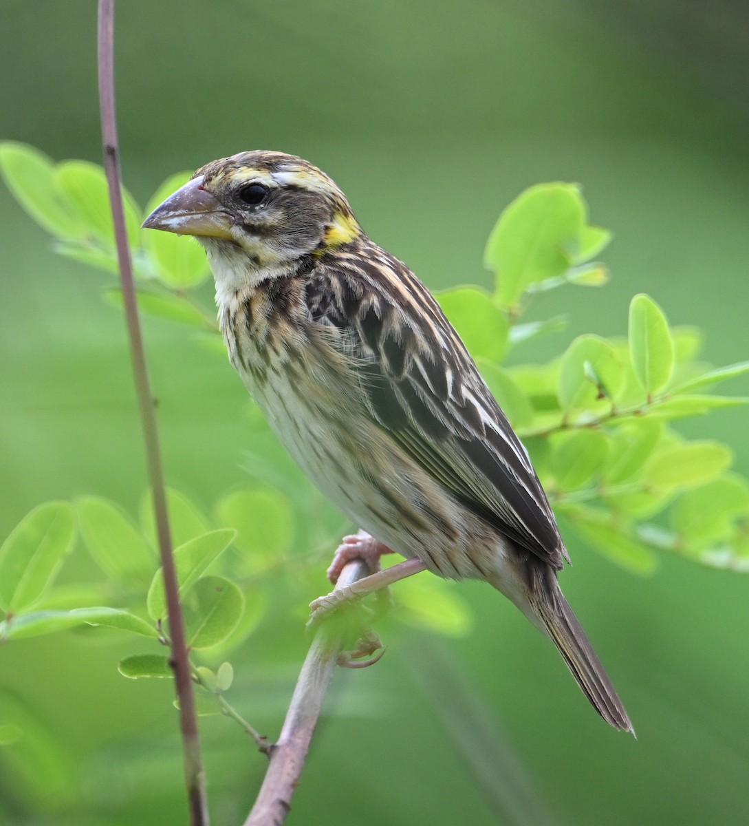 Streaked Weaver - ML638393781