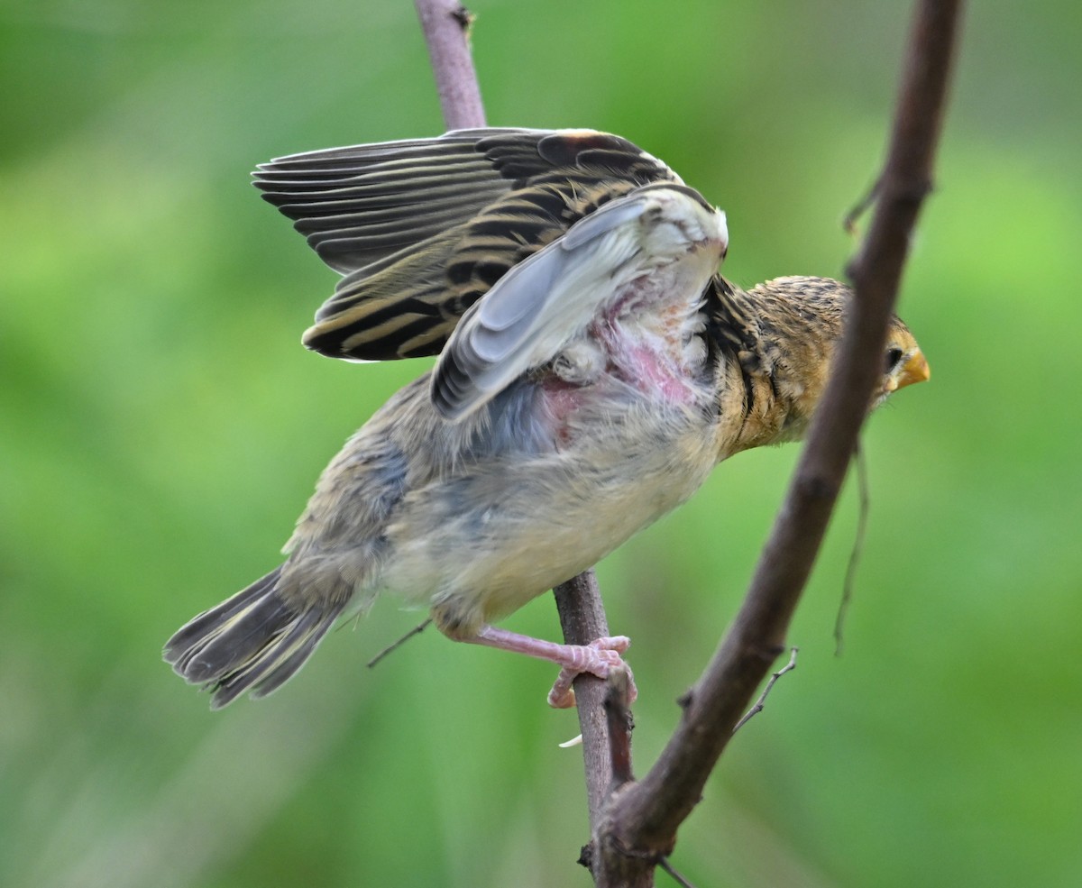 Streaked Weaver - ML638393782