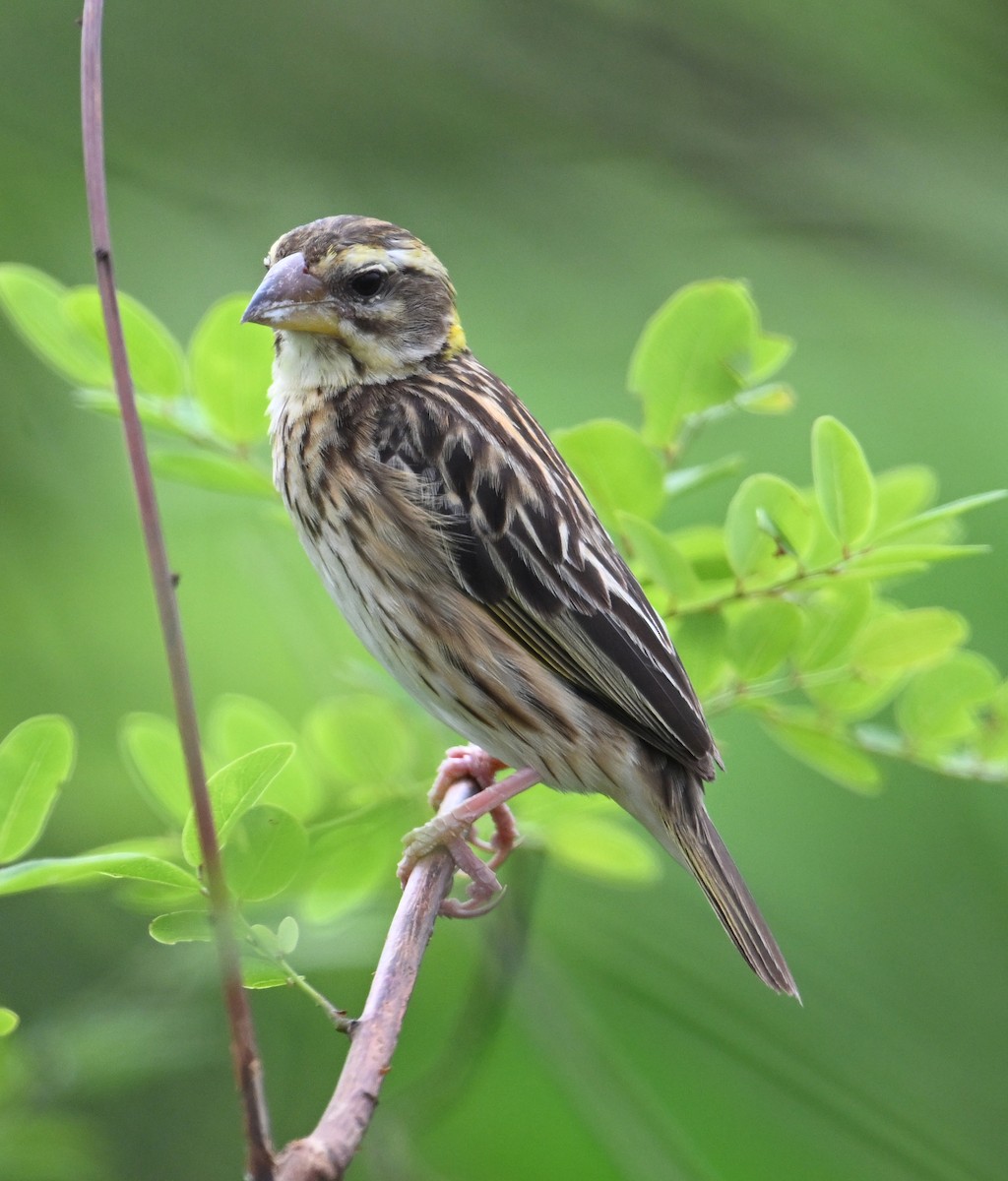 Streaked Weaver - ML638393783