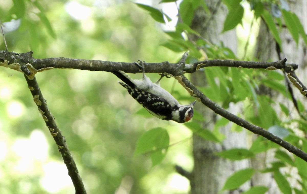 Downy Woodpecker - ML638393796