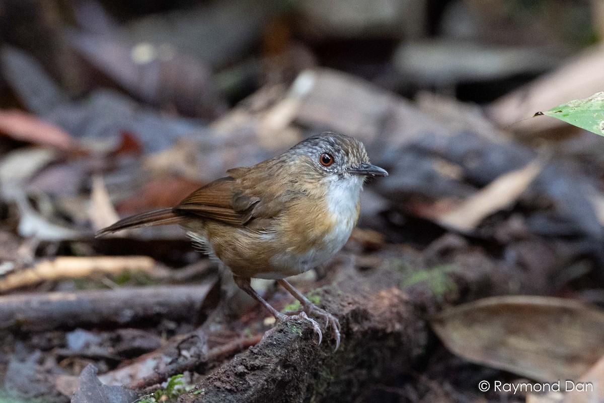 Temminck's Babbler - ML638393833