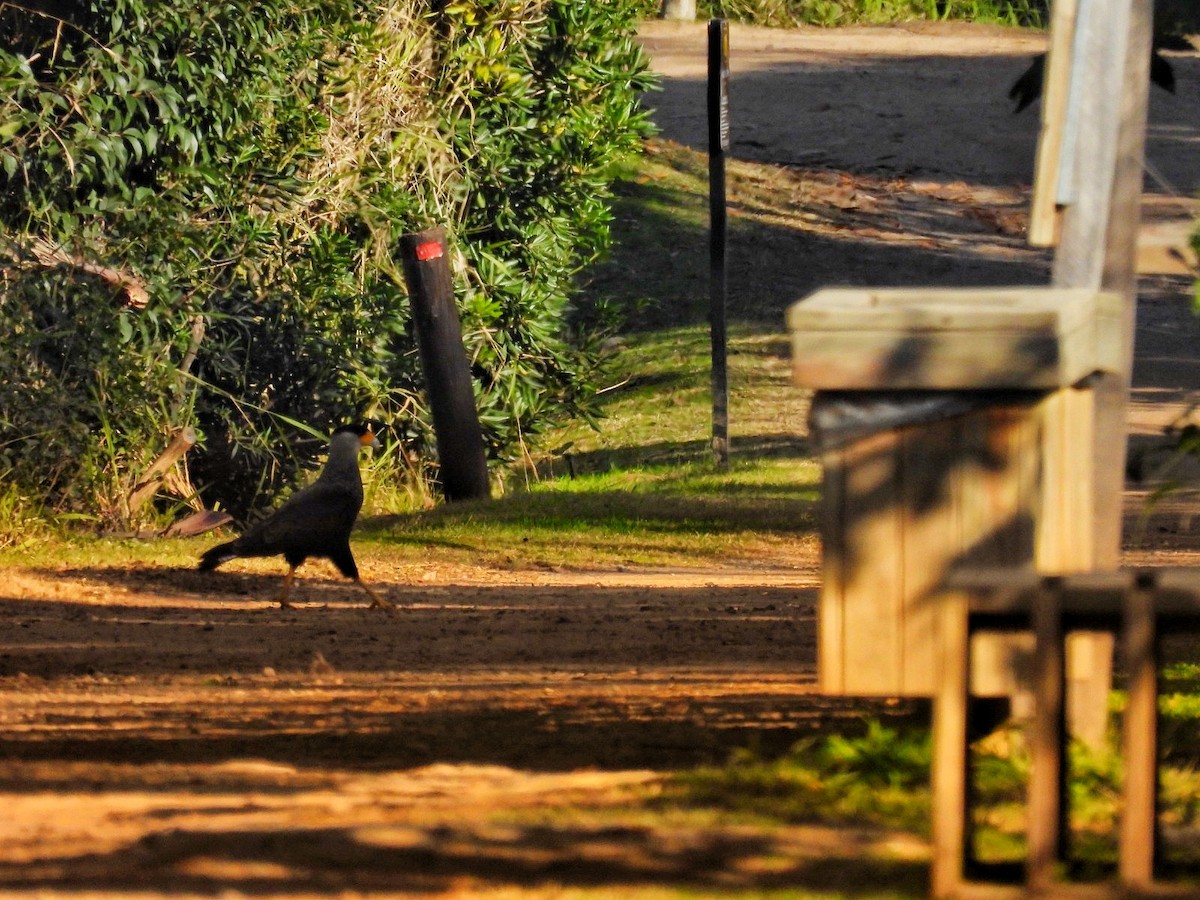Crested Caracara - ML638393850