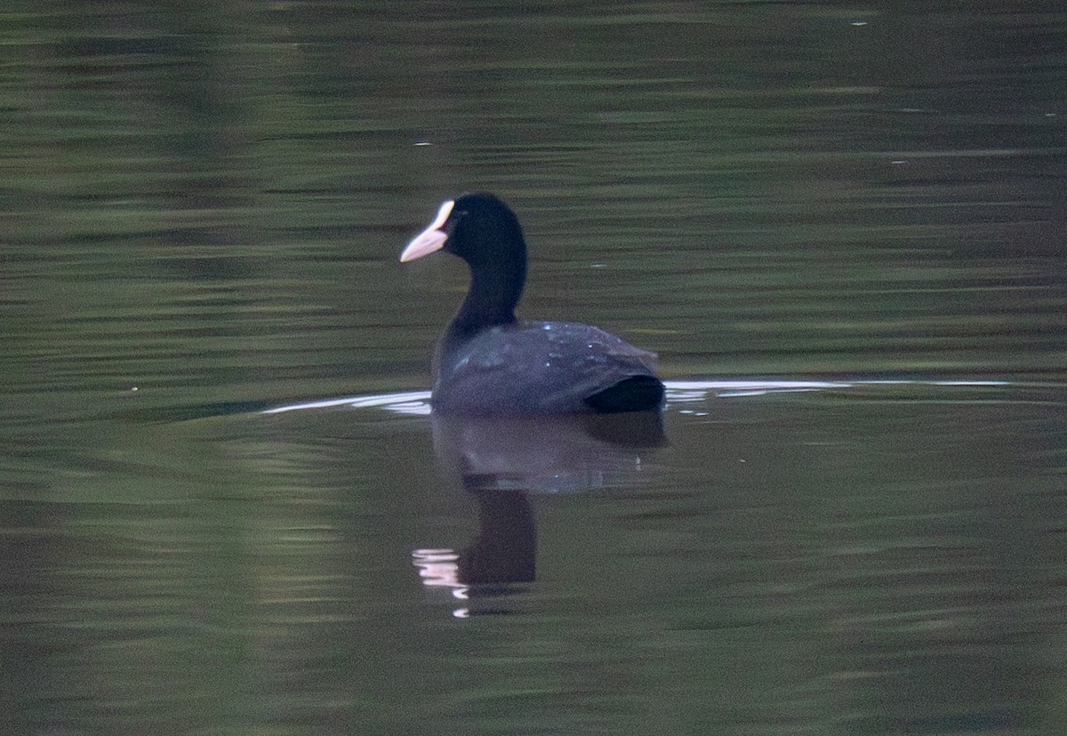 Eurasian Coot - ML638393872