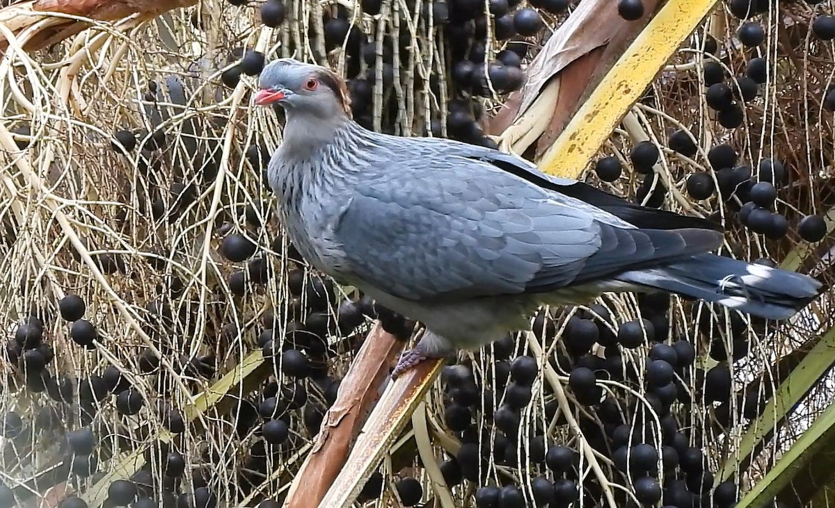 Topknot Pigeon - ML638393880