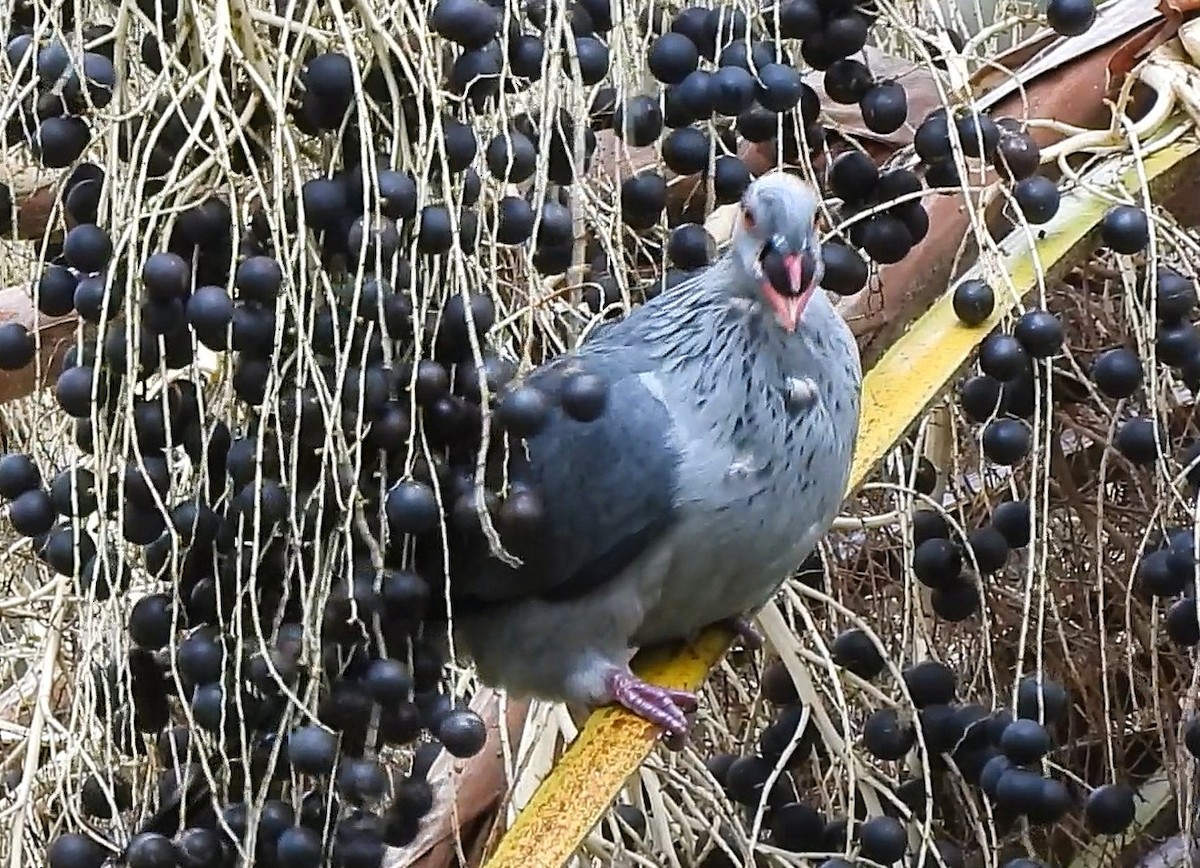 Topknot Pigeon - ML638393886