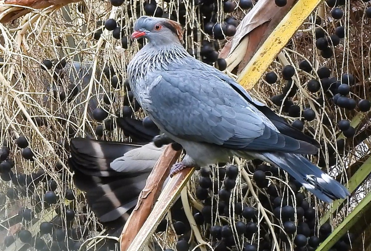 Topknot Pigeon - ML638393889