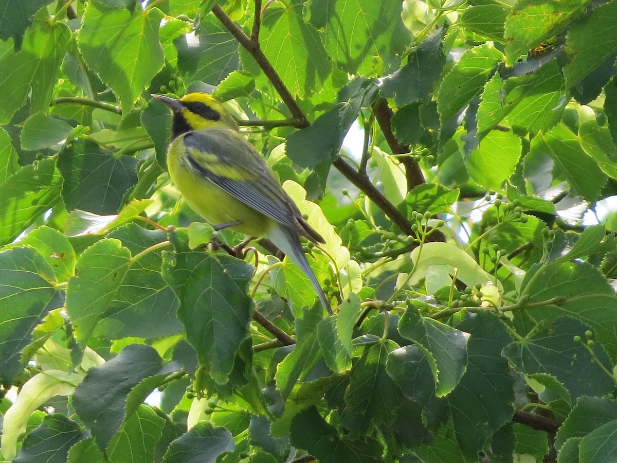 Lawrence's Warbler (hybrid) - David and Regan Goodyear