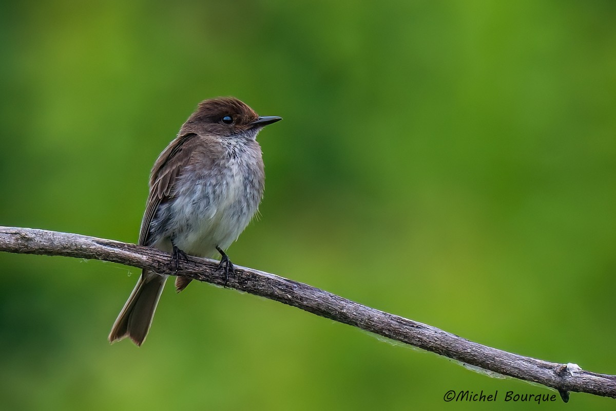 Eastern Phoebe - ML638393916