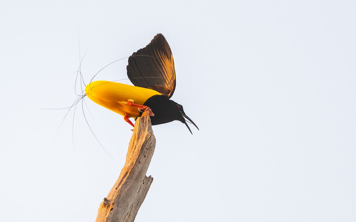 Twelve-wired Bird-of-Paradise - ML638393917