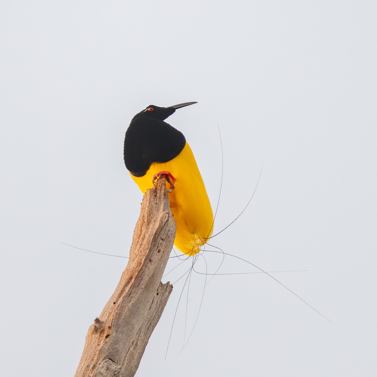 Twelve-wired Bird-of-Paradise - ML638393919