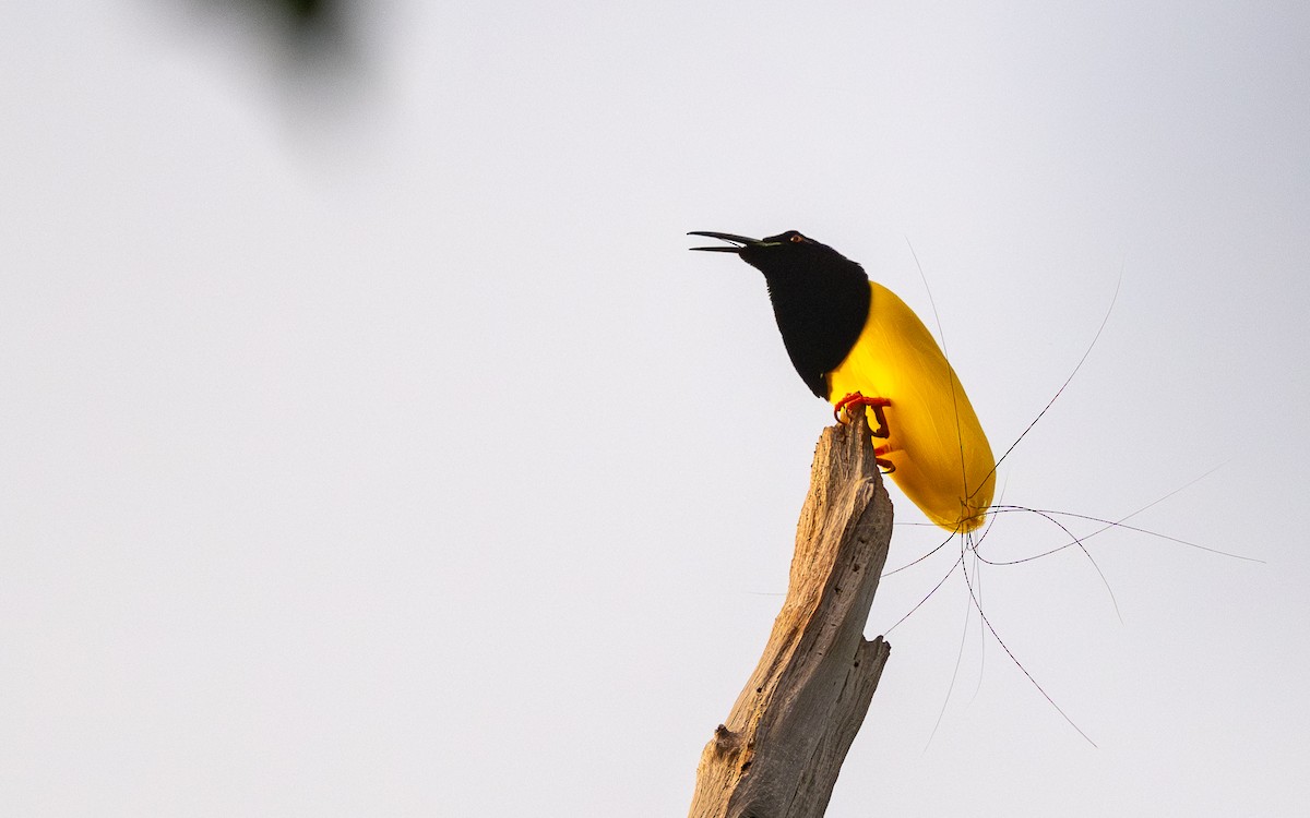 Twelve-wired Bird-of-Paradise - ML638393920