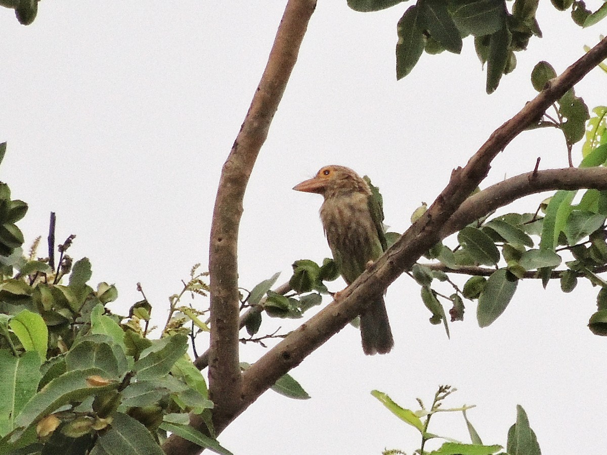 Lineated Barbet - ML638393984