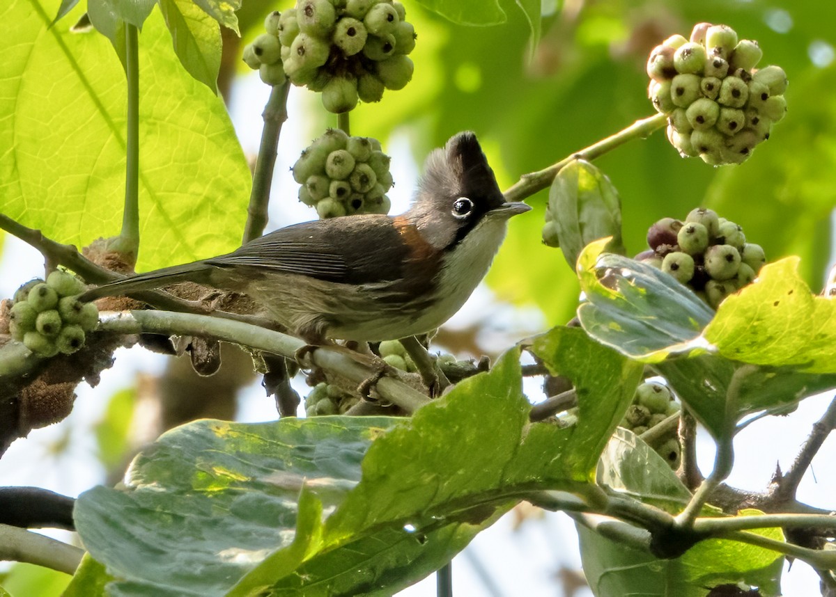 Whiskered Yuhina - ML638394016