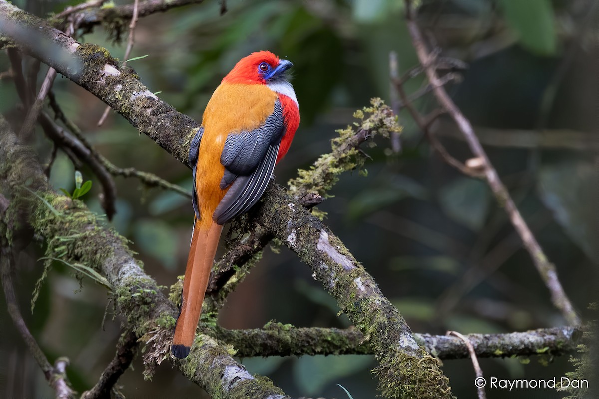 Whitehead's Trogon - ML638394028