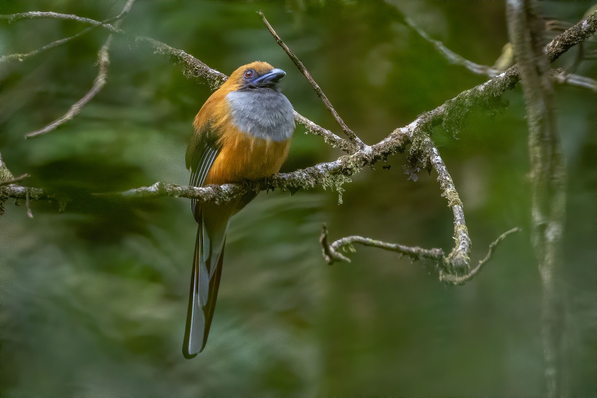 Whitehead's Trogon - ML638394029