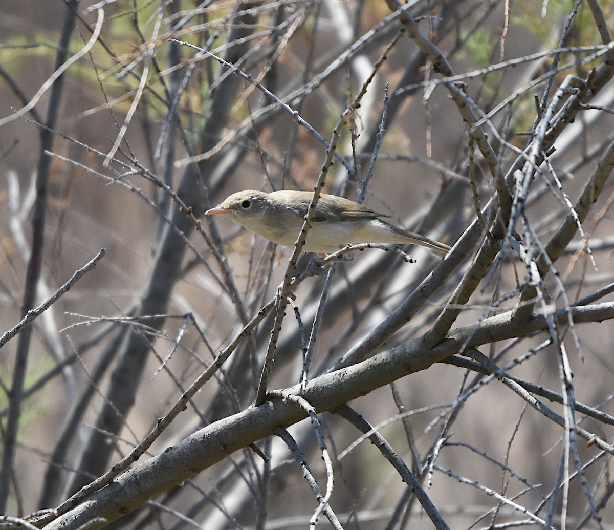 Western Olivaceous Warbler - ML638394064