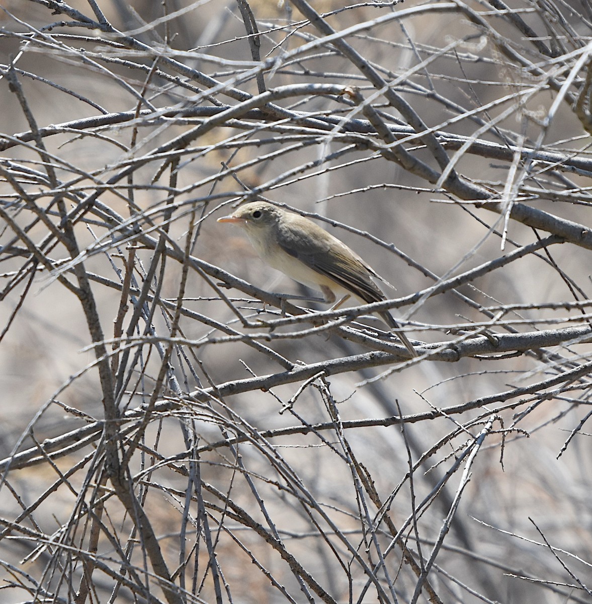 Western Olivaceous Warbler - ML638394065