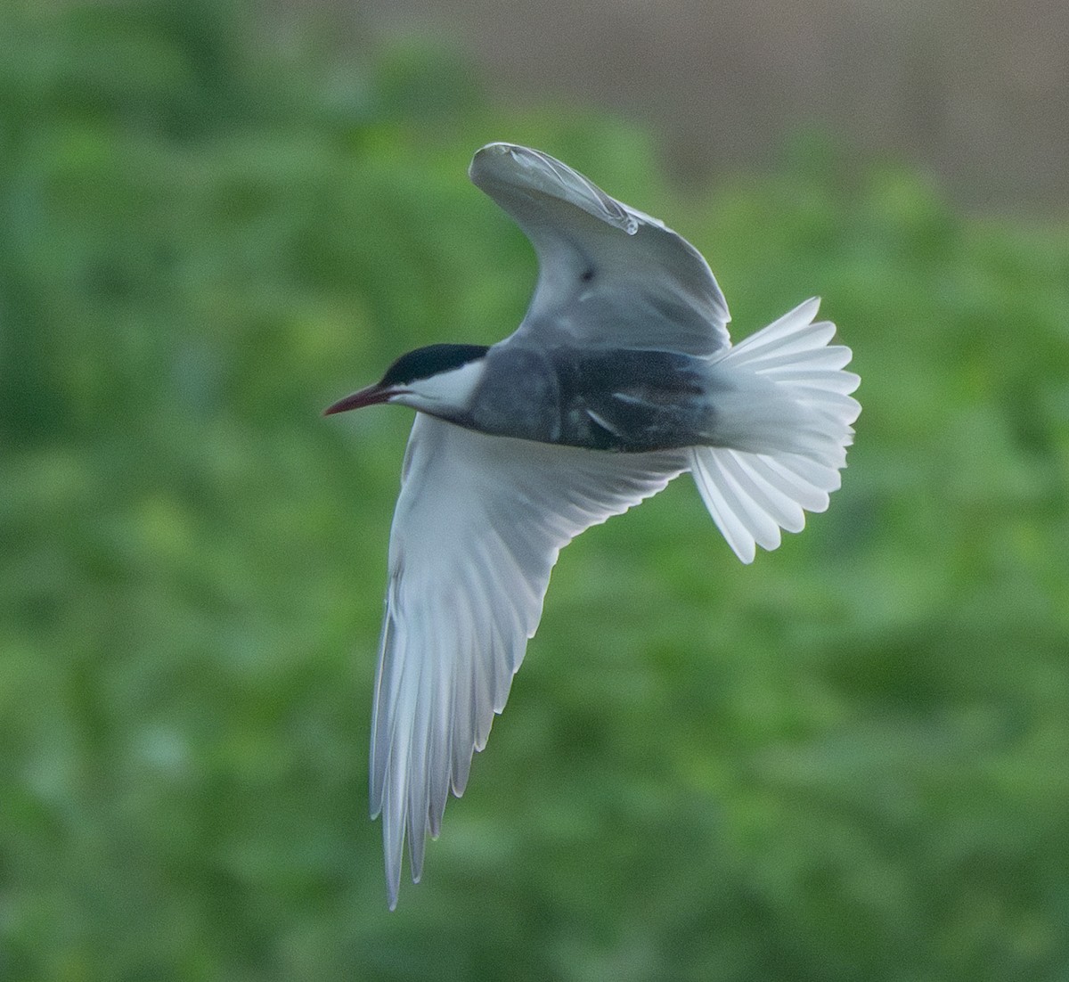 Whiskered Tern - ML638394074