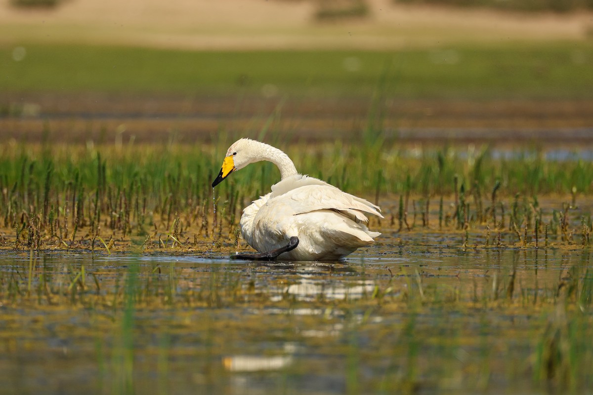 Cygne chanteur - ML638394108