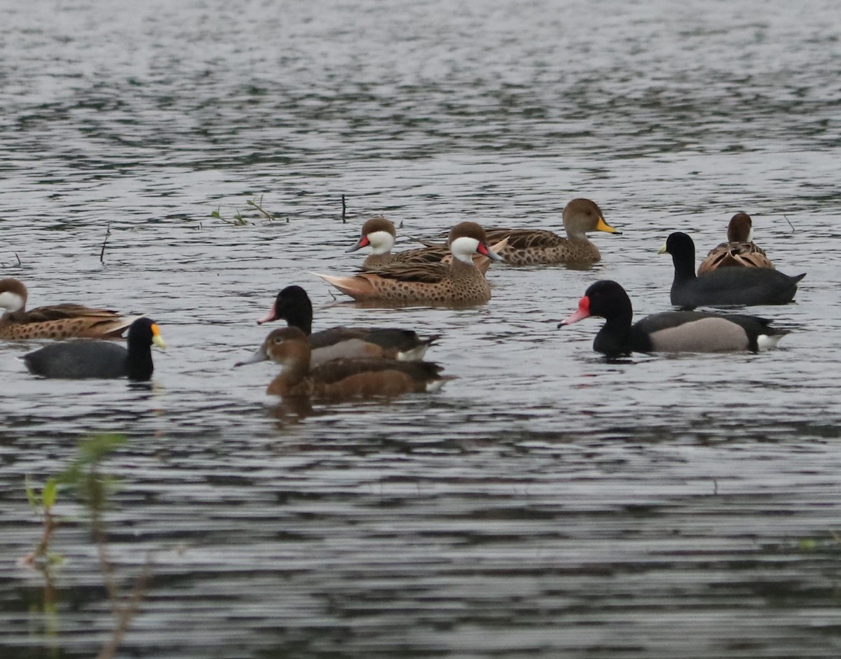White-winged Coot - ML638394117