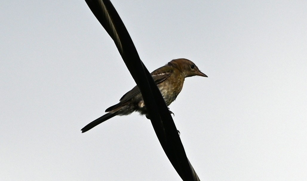 Pine Warbler - ML638394131