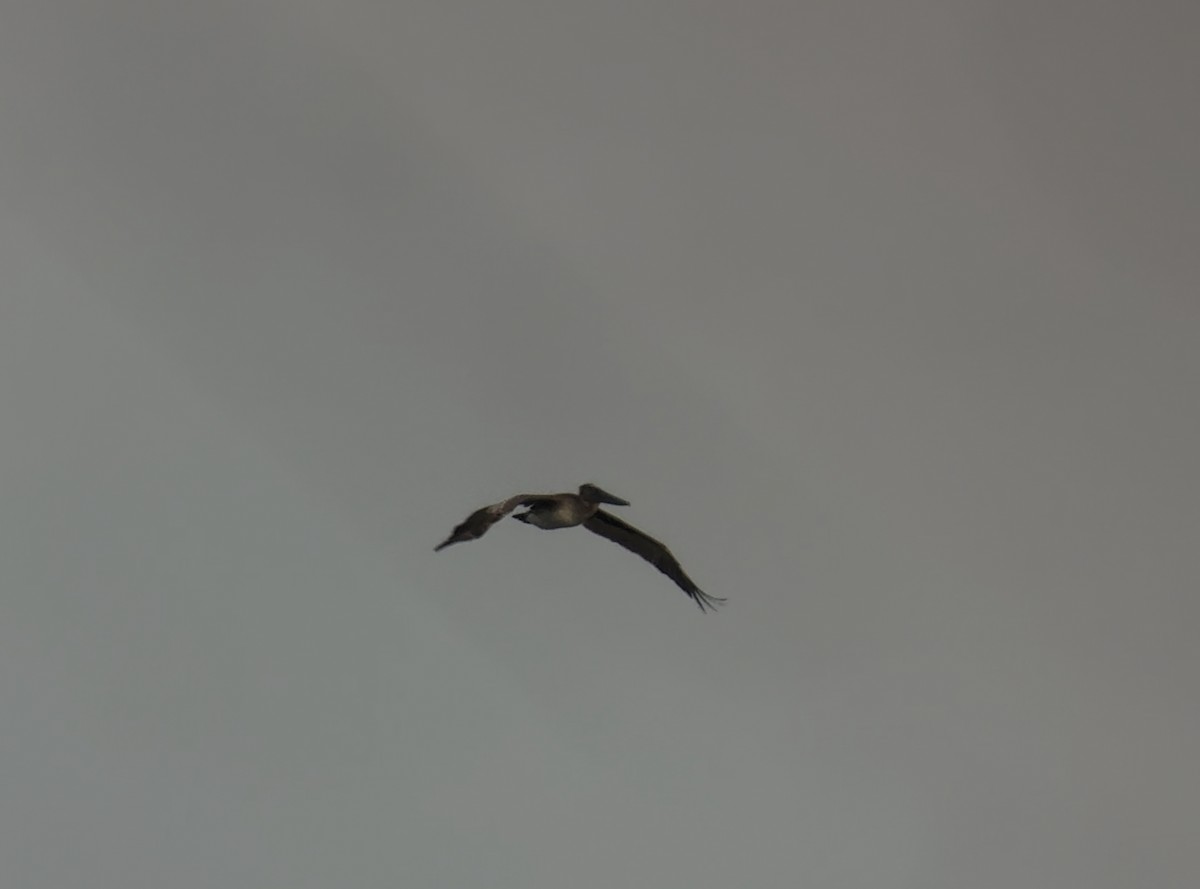 Brown Pelican - ML638394136