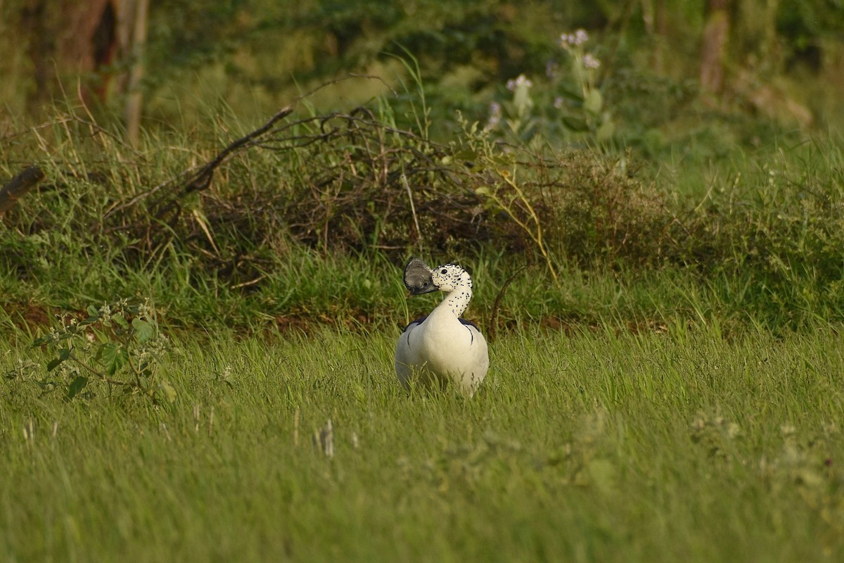 Knob-billed Duck - ML638394156