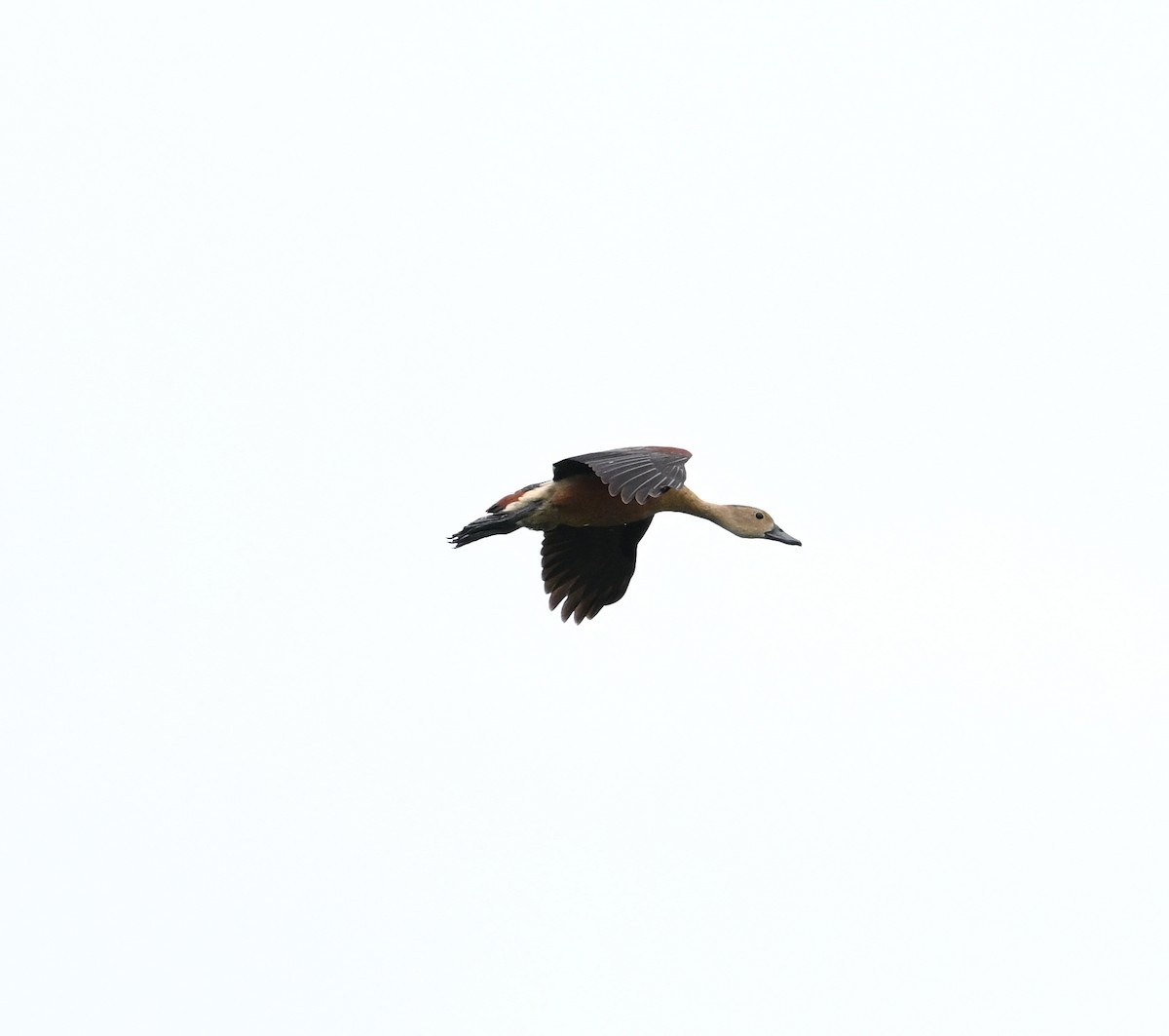 Lesser Whistling-Duck - ML638394160