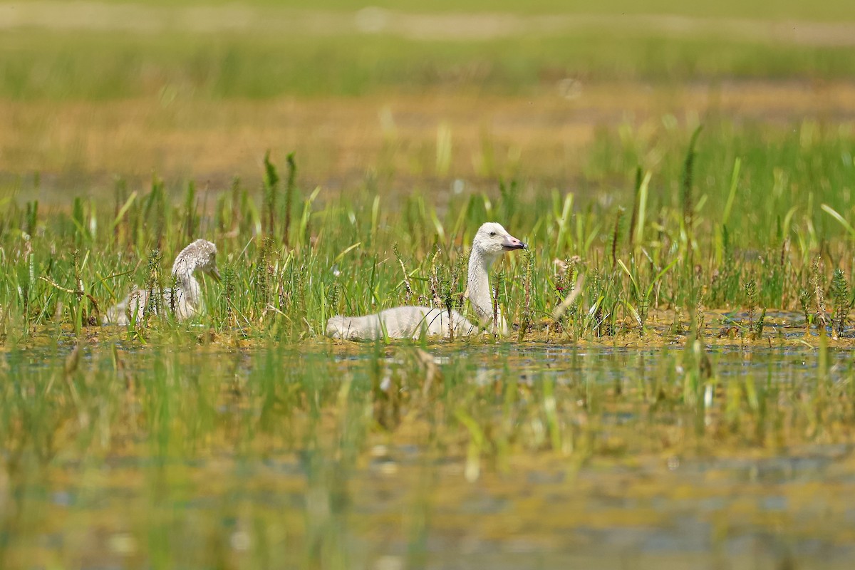 Cygne chanteur - ML638394184