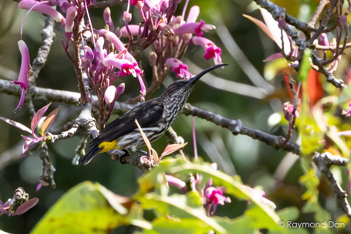 Whitehead's Spiderhunter - ML638394189