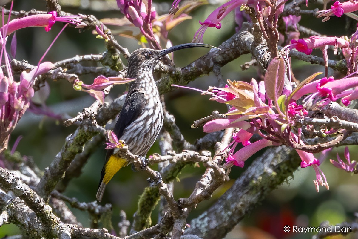 Whitehead's Spiderhunter - ML638394190