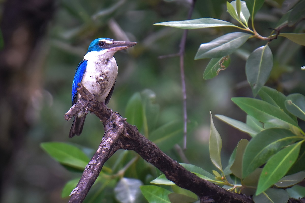Collared Kingfisher - ML638394199