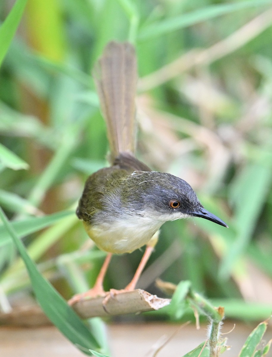 Yellow-bellied Prinia (Yellow-bellied) - ML638394204