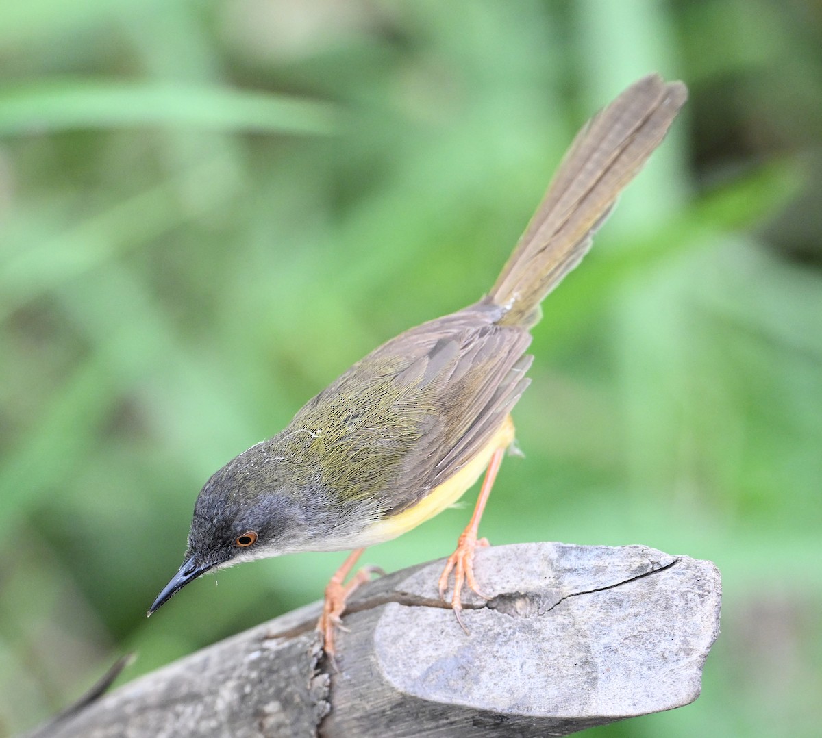 Yellow-bellied Prinia (Yellow-bellied) - ML638394205