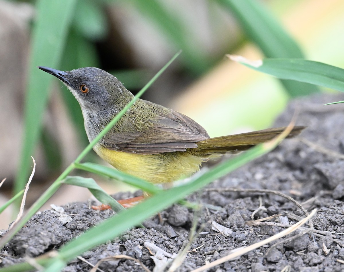 Yellow-bellied Prinia (Yellow-bellied) - ML638394207