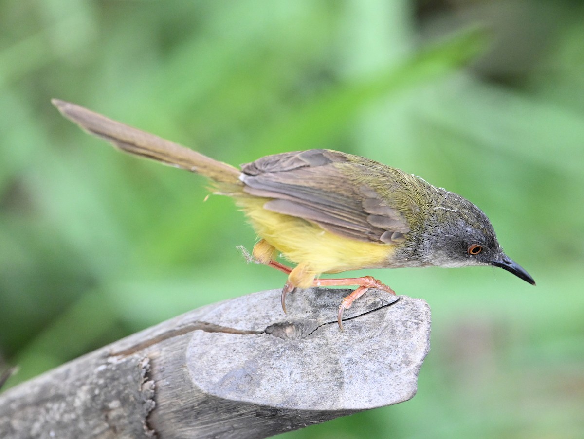 Yellow-bellied Prinia (Yellow-bellied) - ML638394208