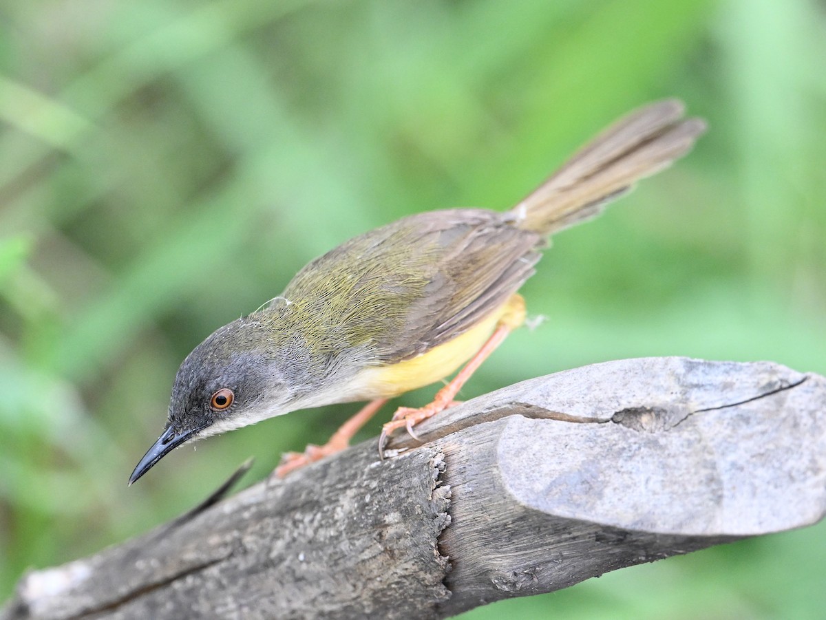 Yellow-bellied Prinia (Yellow-bellied) - ML638394209