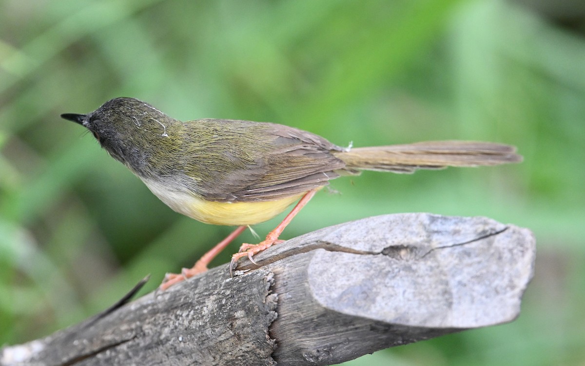 Yellow-bellied Prinia (Yellow-bellied) - ML638394211